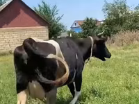 Vaca, Russian Black pied cattle — foto 7