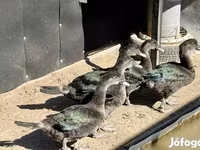 Ducks — عکس 2