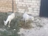 بز ماده, بز — عکس 3