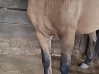 Kůň, Mugalzhar horse — foto 2