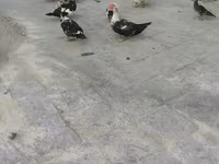 domaća muskovska patka — fotografija 3