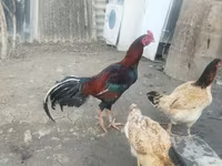 Chickens — รูปภาพ 2