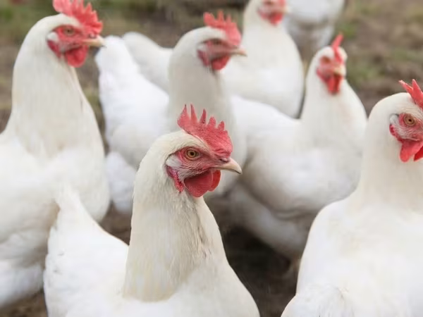 Chickens