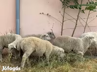 Beran, Ile-de-France sheep — foto 2