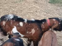 Buk, Nubian Goat — foto 5