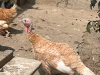 Turkeys — عکس 4