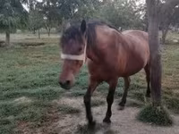 ሴት ፈረስ, Horses — ፎቶ 8