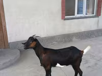 Capra, Nubian Goat — foto 5