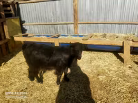 ፍየል, Goats — ፎቶ 4
