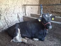 Bou, Bovine — foto 6