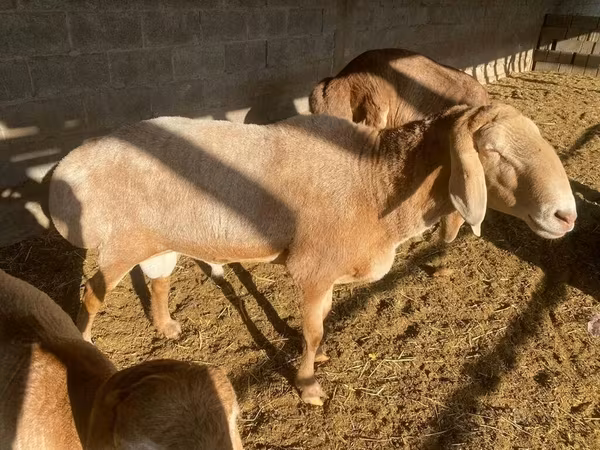 Schafe (Partie, Geschlecht nicht angegeben), Arashan sheep — Kirgisistan