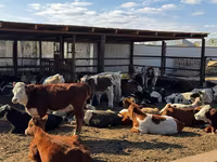 Býk, Simmental cattle — foto 3