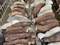 Qoyun, Krasnoyarsk sheep — foto 7