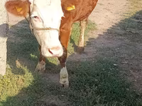 Krava, Simmental cattle — foto 3