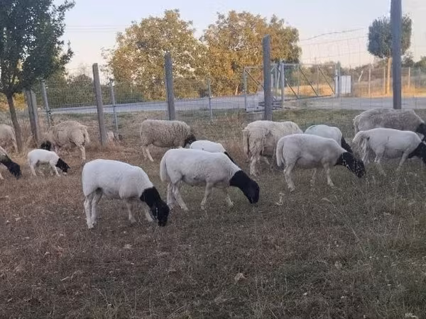 Qoç, Dorper sheep