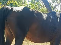 Kobila, Kyrgyz Horse — fotografija 2