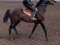 Koń, Orlov Trotter — zdjęcie 2