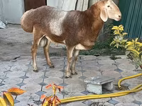 Widder, Arashan sheep — Foto 3