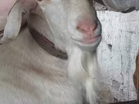 Kozioł, Nubian Goat — zdjęcie 2