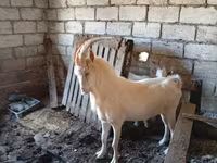 Kozel, Saanen goat — foto 2