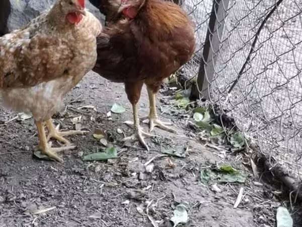 Chickens