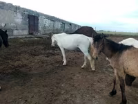 Faras dhaddig, Horses — sawirka 4