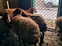 Wad, Sheep — sawirka 3