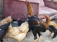 Chickens — 사진 3