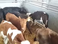 Lembu jantan, Simmental cattle — foto 1