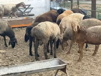 Baran, Rhon sheep — zdjęcie 1