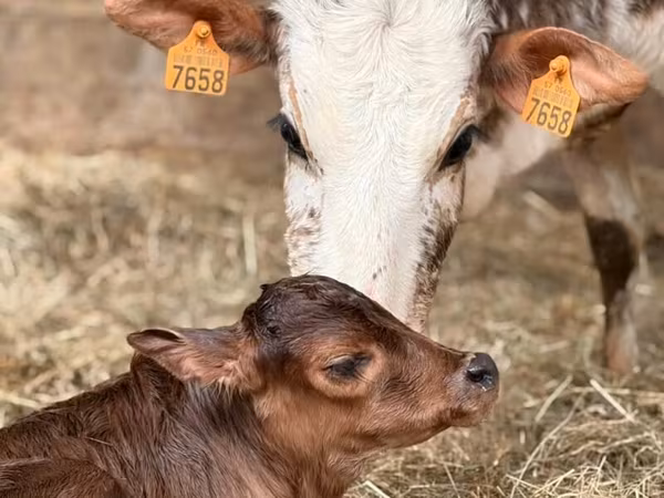 Boğa, Zebu