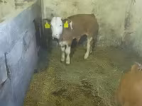 Býk, Simmental cattle — foto 3