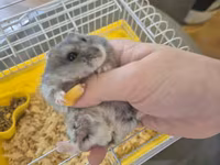 Cırtdan hamster qəfəsi ilə birgə - Növlə: cırtdan (dwarf) hamster — รูปภาพ 1