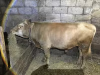 Bou, Simmental cattle — foto 1