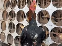 Chickens — फ़ोटो 1