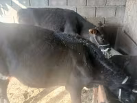 암소, Russian Black pied cattle — 사진 1