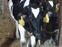 Toro, Raza Holstein — foto 2