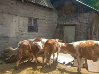 Lembu jantan, Simmental cattle — foto 6