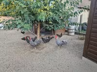 Chickens — foto 3