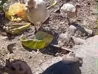 Turkeys — Foto 2