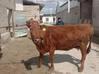بقرة, الماشية — الصورة 3
