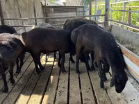 Kambing jantan, Sheep — foto 2