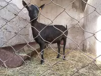 Dişi keçi, Murcia-Granada goats — foto 5