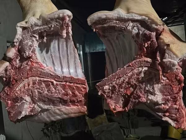 Porci (lot, sex nespecificat),  — Kârgâzstan
