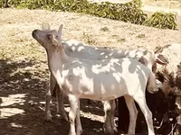 Țap, Alpine goat — foto 3