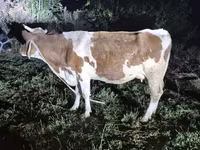 گاو ماده, Simmental cattle — عکس 1