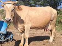 암소, Latvian Blue cattle — 사진 2