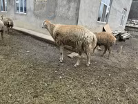 Biri-biri betina, Sheep — foto 1