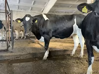 Kuh, Holstein-Rasse — Foto 7