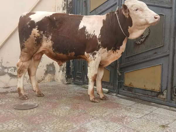Byk, Simmental cattle